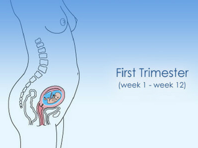 Help! It's My First Trimester - Mother & Nature